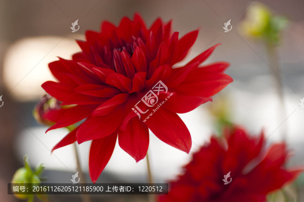 美麗的紅色大麗花和其開(kāi)放的花瓣