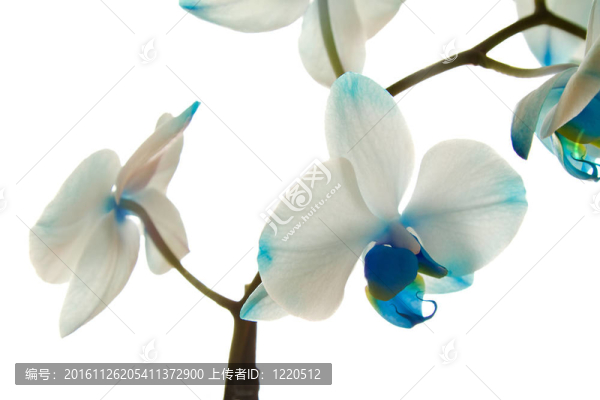 深藍(lán)色的蘭花