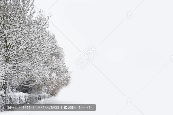 冬季森林雪景