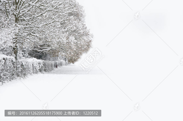 冬季森林雪景