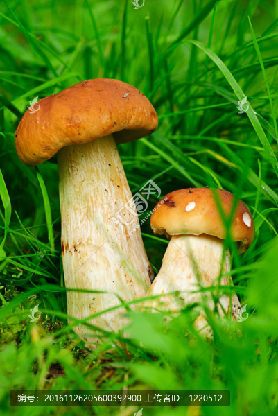 CEP牛肝菌。蘑菇森林
