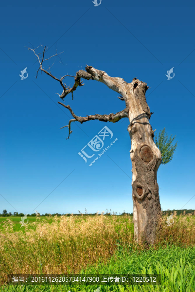 死樹