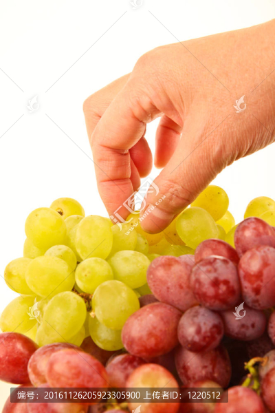 女手摘鮮葡萄