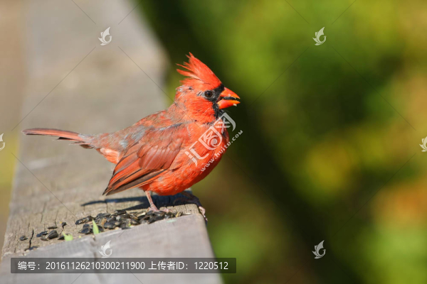 紅衣男