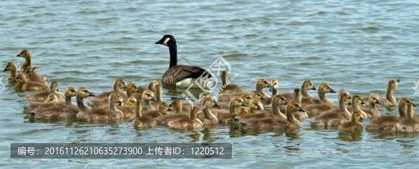 加拿大鵝與鵝