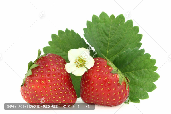 白色背景上的草莓-匯圖網(wǎng) www.fosd68.com 白色背景上的草莓