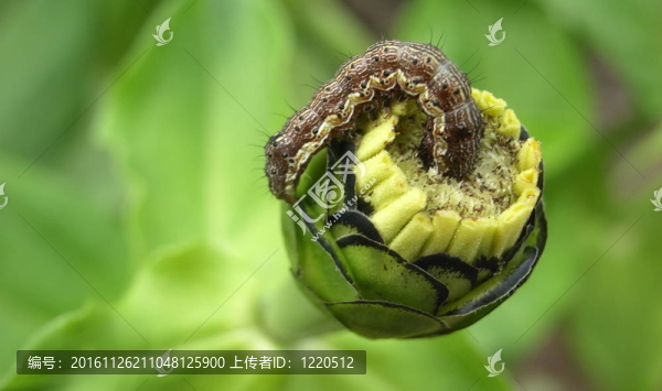 昆蟲吃花芯
