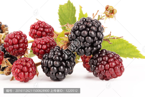 黑莓樹莓