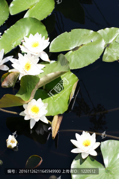 水百合