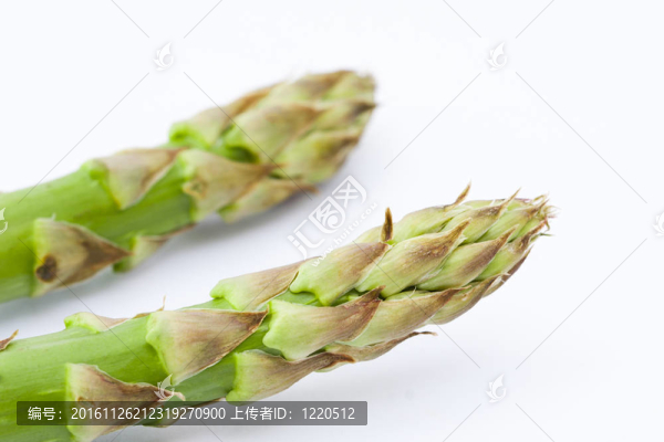 綠色蘆筍莖；園林產(chǎn)品