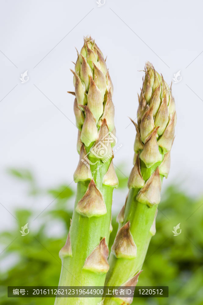 綠色蘆筍莖；園林產(chǎn)品