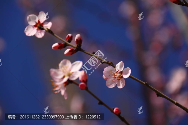 關(guān)閉杏花