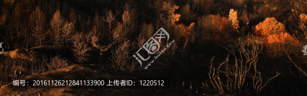 燃燒的景觀全景