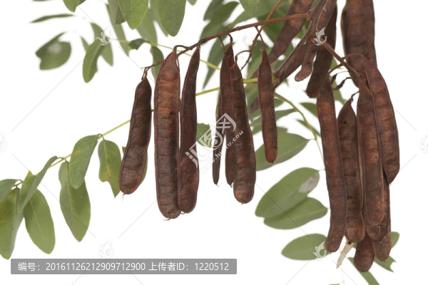 阿拉伯樹膠