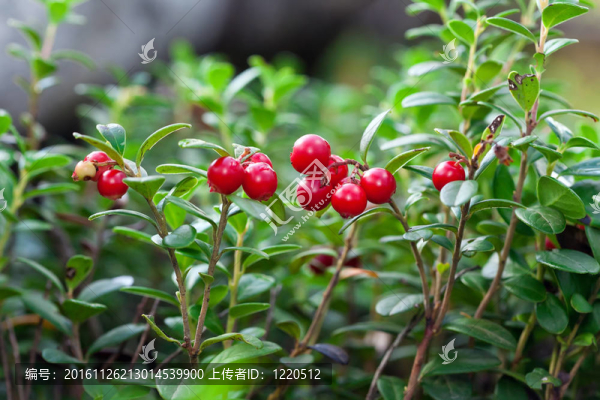 Cowberry在綠色植物背景的木材。