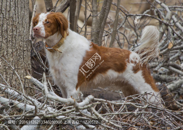 不列塔尼獵犬的尾巴立正