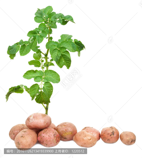 新鮮的土豆
