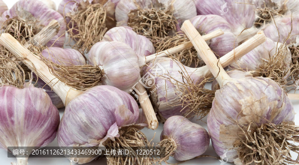 天然新鮮大蒜