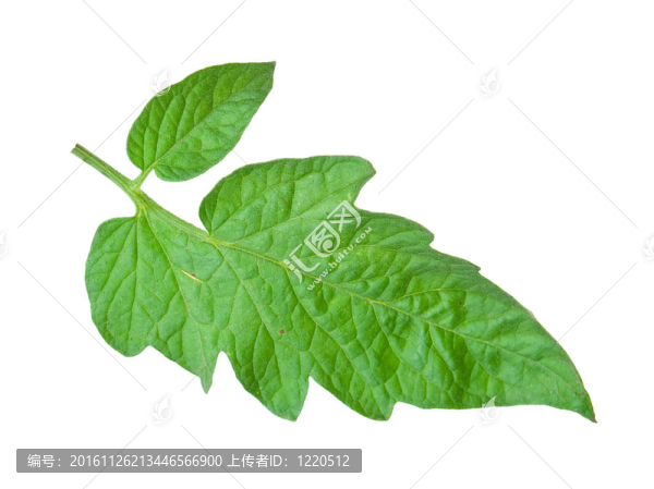 番茄葉
