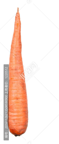 胡蘿卜