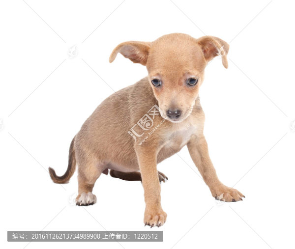 俄羅斯玩具獵犬在白色背景
