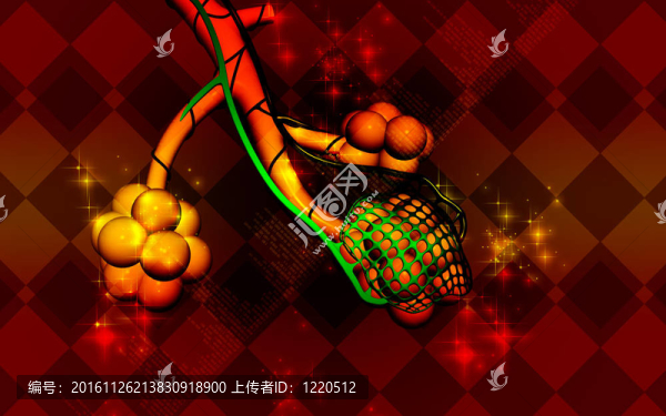 肺泡
