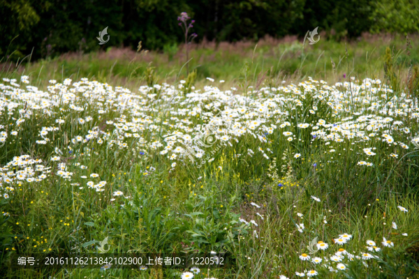 綠色公園；森林背景