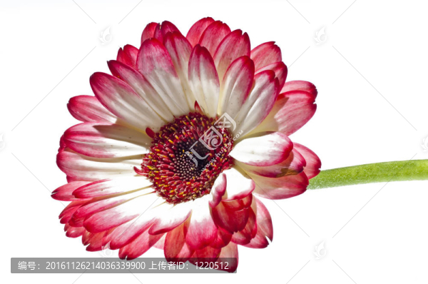 非洲菊