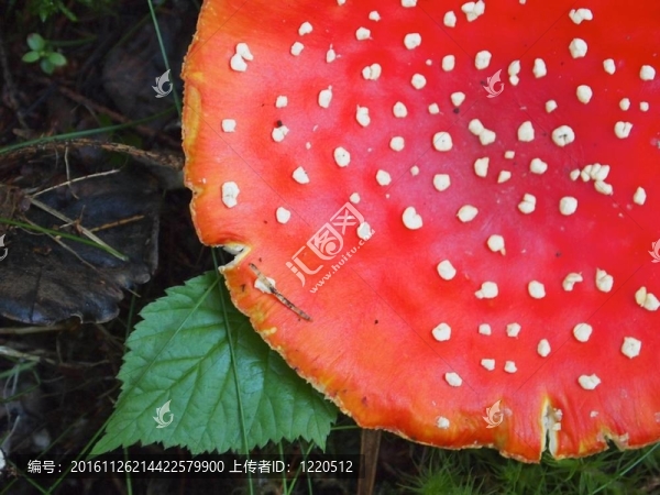 粉木耳