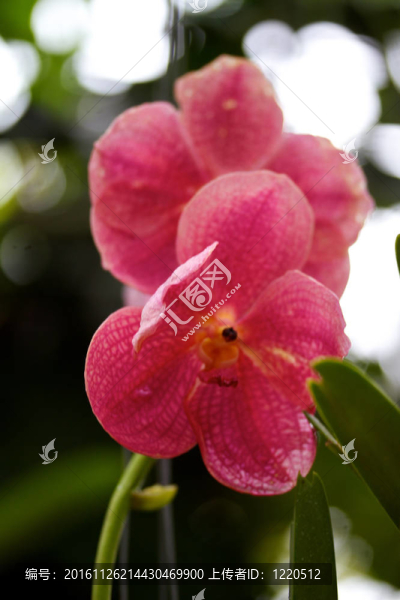 蘭花盛開
