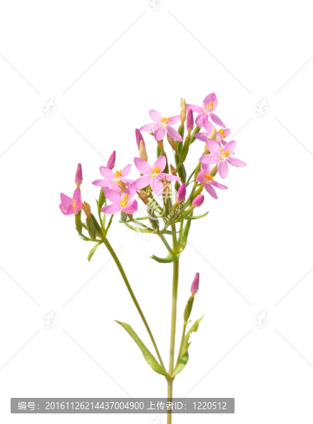 常見的矢車菊（菊）