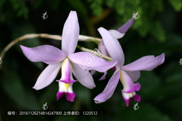 蘭花
