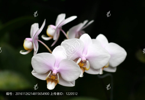 蘭花
