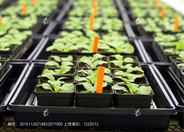 溫室植物
