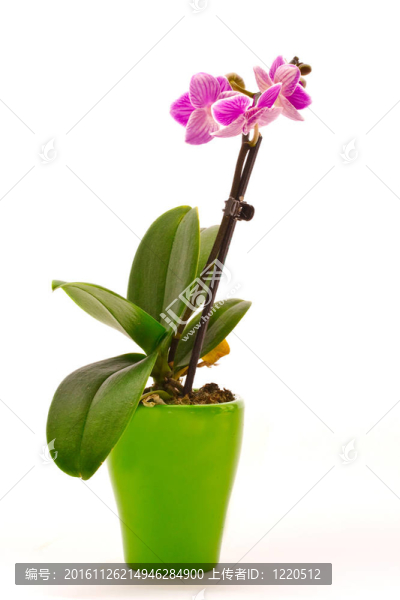蝴蝶蘭