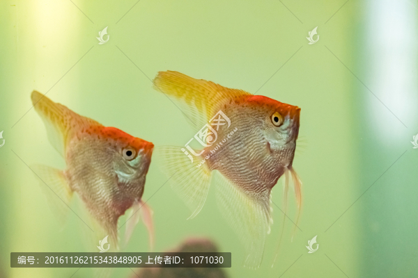 熱帶魚,燕魚