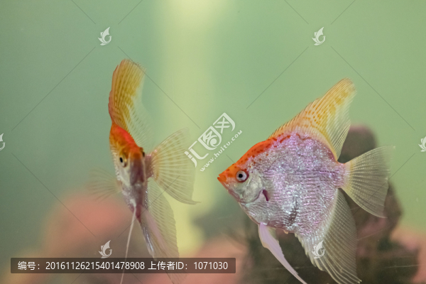 熱帶魚,燕魚