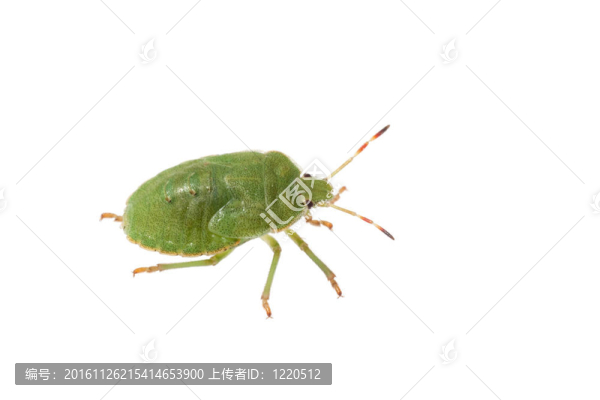 青蟲分離