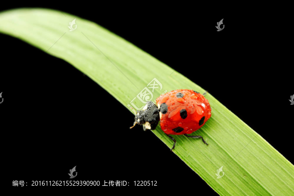瓢蟲孤立在黑