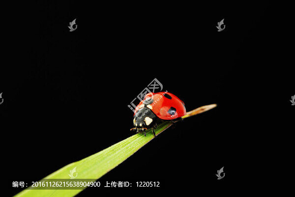 瓢蟲孤立在黑