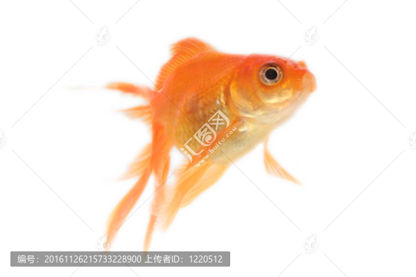 金色的魚(yú)。白色隔離