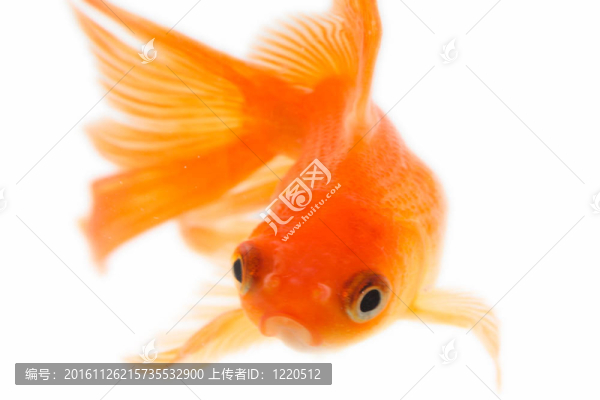 金色的魚(yú)。白色隔離