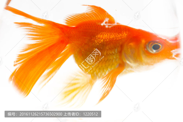 金色的魚。白色隔離