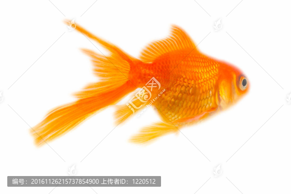 金色的魚。白色隔離
