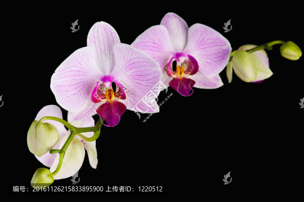盛開的粉色蘭花