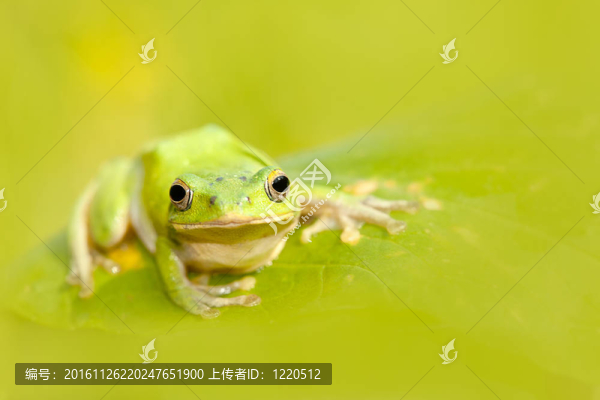 諸羅樹蛙