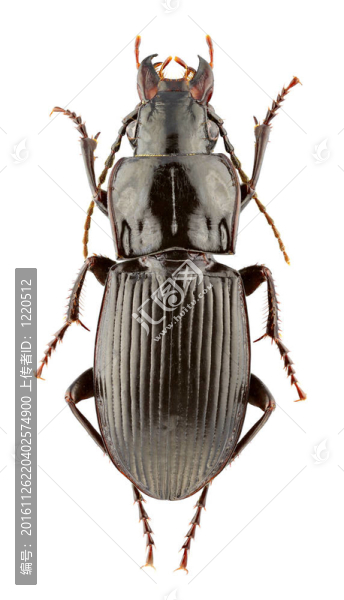 ABAX,parallelus