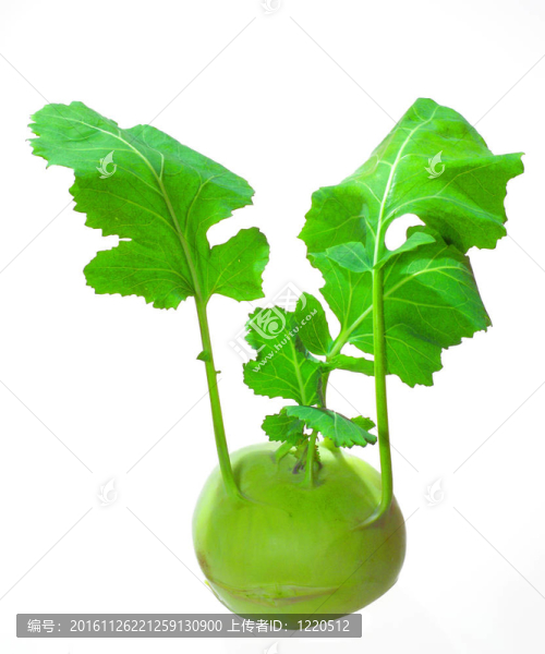 大頭菜