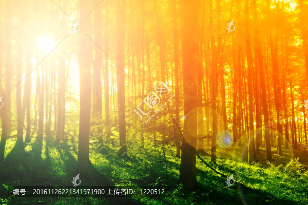 彩色神秘森林與陽光在早上