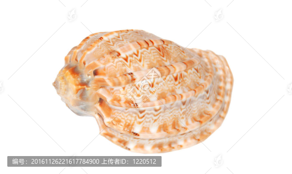 蝸牛